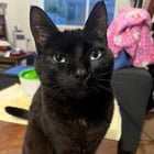lost cat in Portland, Oregon