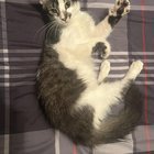 found cat in Tucson, Arizona