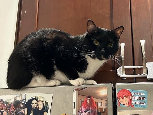lost cat in Chicago, Illinois