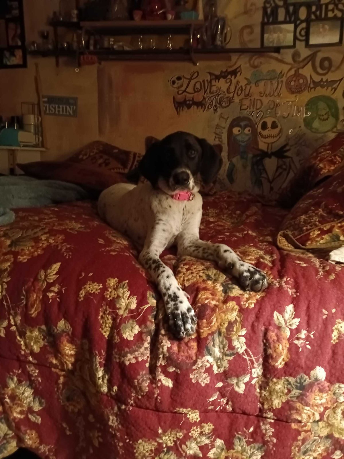 Lost Dog in Dawsonville — listing photo