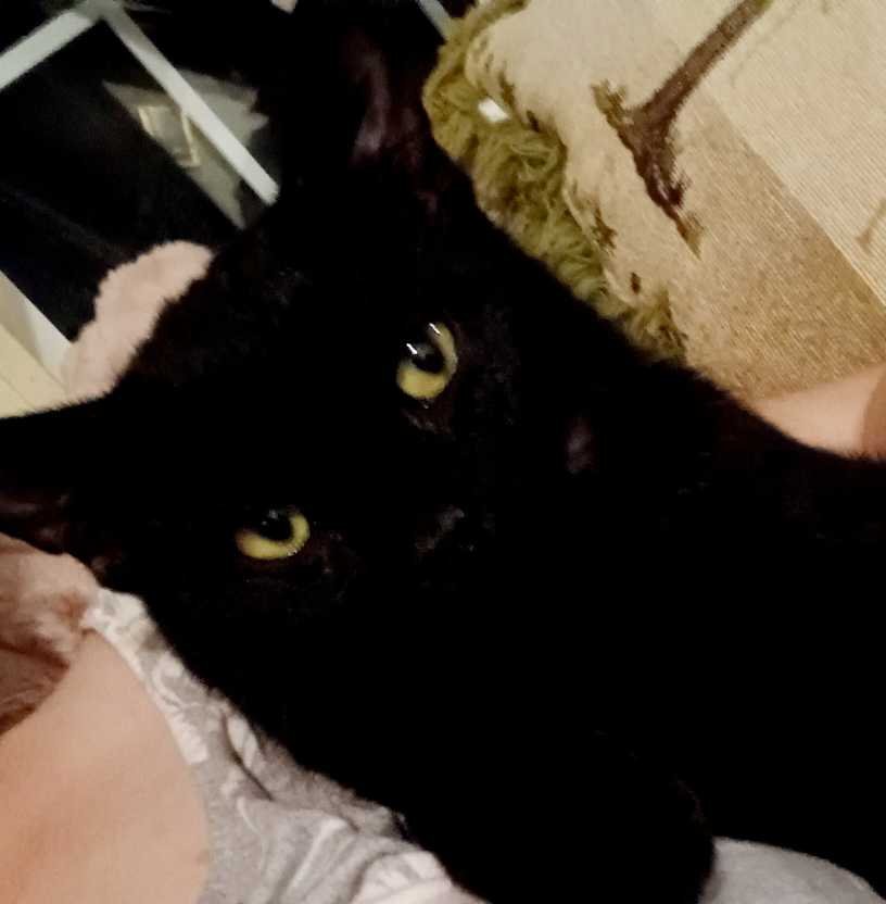 Lost Cat in Knoxville, Tennessee — listing photo