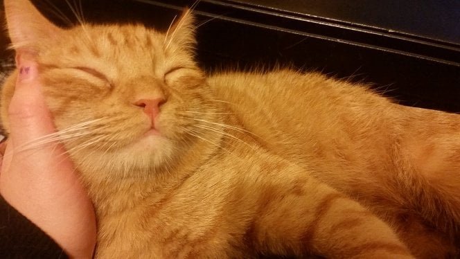 Lost Cat in Los Angeles, California — listing photo