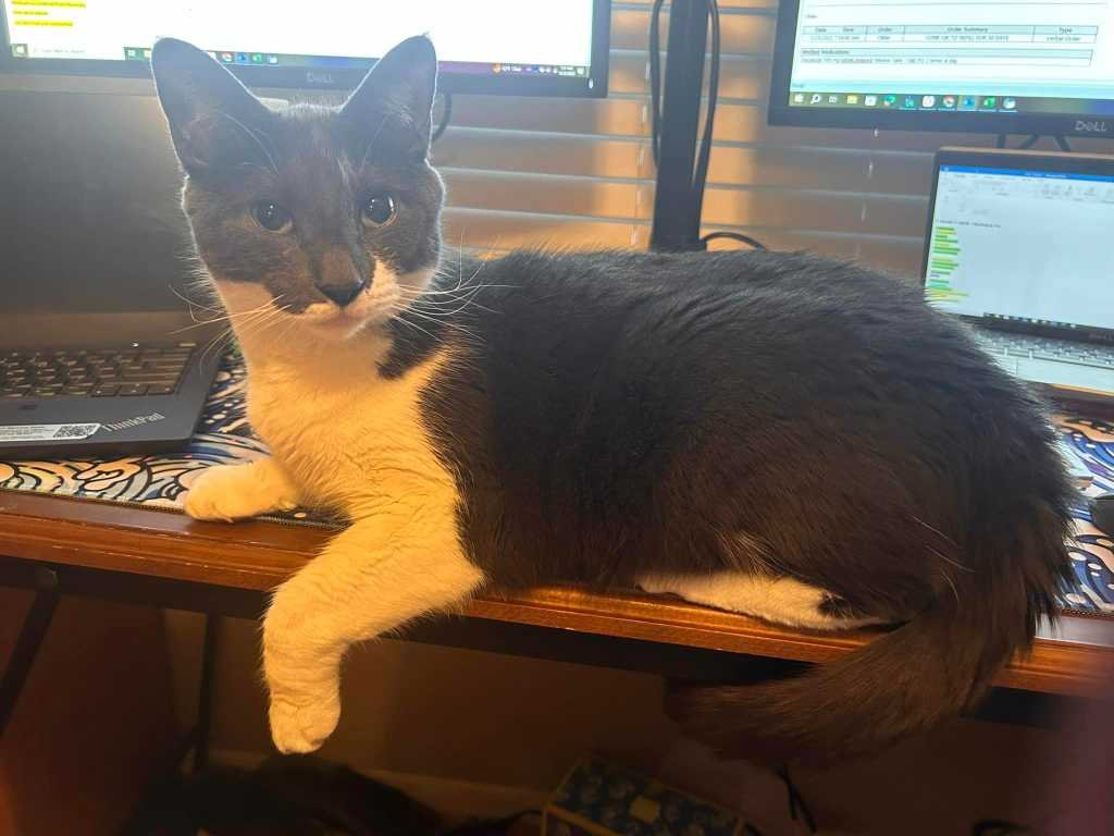 Lost Cat in Scottsdale, Arizona — listing photo