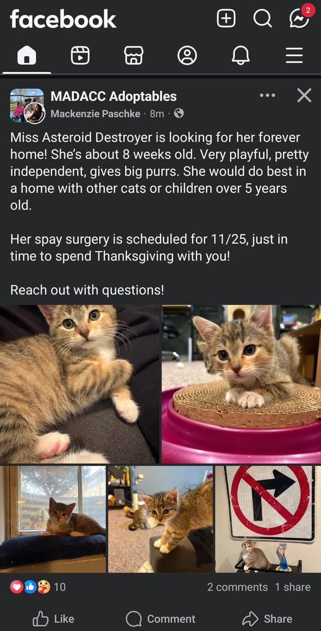 Lost Cat in Milwaukee, Wisconsin — ✨️MADACC ADOPTABLES✨️