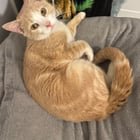 found cat in Washington, District of Columbia
