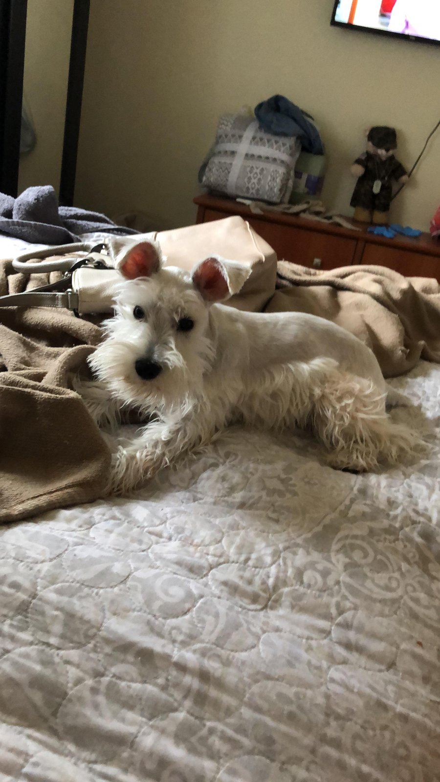 Lost Dog in El Paso, Texas — listing photo