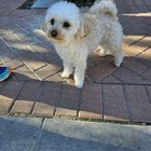Lost Dog in Irvine, California — listing photo