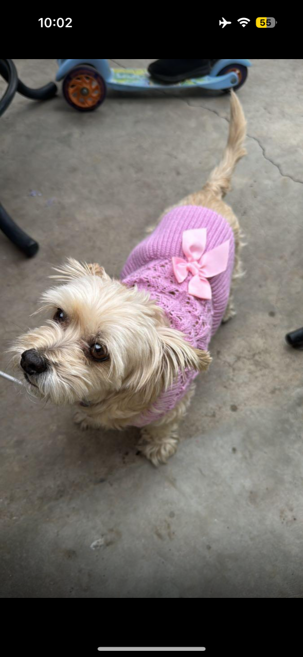 Lost Dog in Cathedral City, California — listing photo