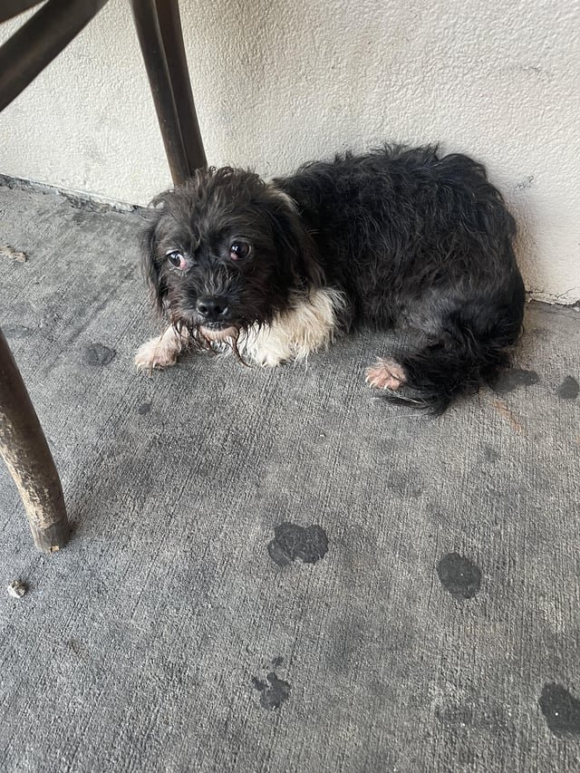 found dog in Charlotte, North Carolina
