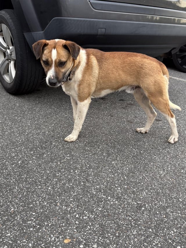 Found Dog in Winston-Salem, North Carolina — Dog found at Quarry