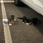 Pet alert in Tampa, Florida — Animal rescues near Tampa?