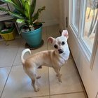 Found Dog in El Paso, Texas — listing photo