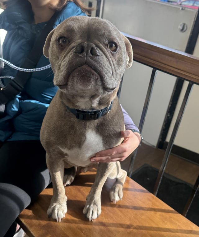 found dog in San Francisco, California