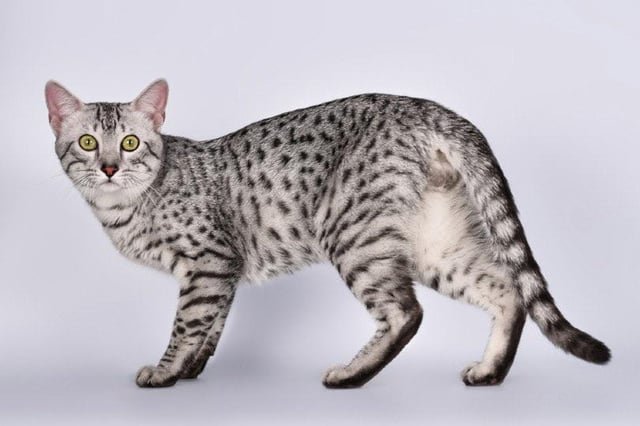 Lost Cat in New York, New York — listing photo