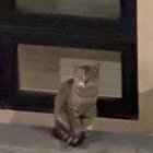 lost cat in San Jose, California