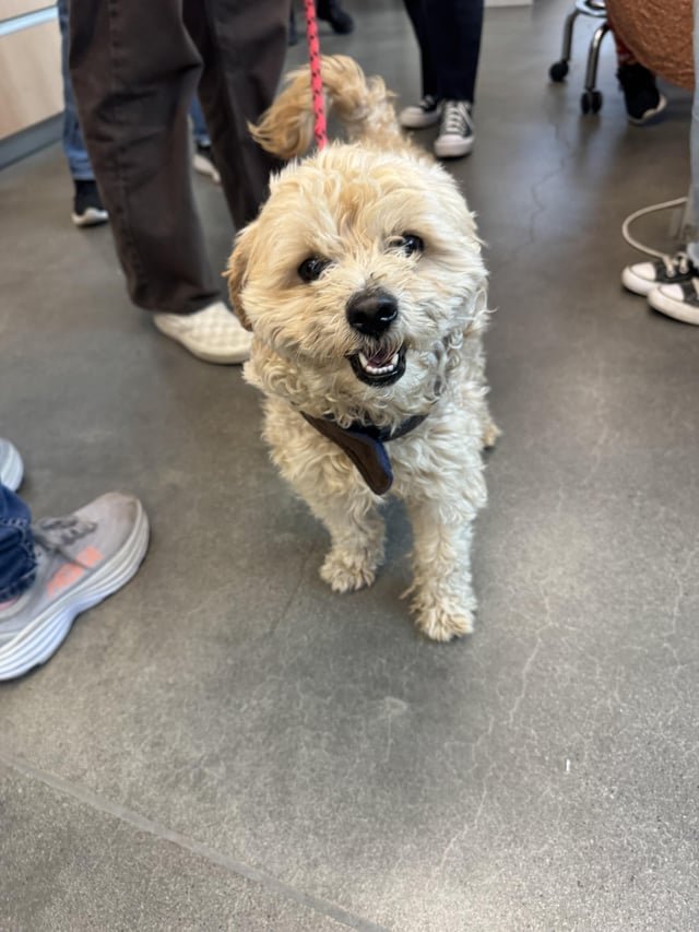 found dog in San Diego, California