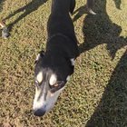 Found Dog in Memphis, Tennessee — listing photo