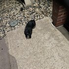 found pet in Omaha, Nebraska