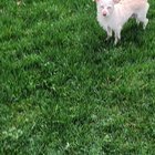 lost dog in Seattle, Washington