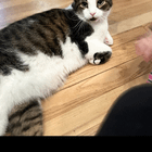lost cat in Milwaukee, Wisconsin