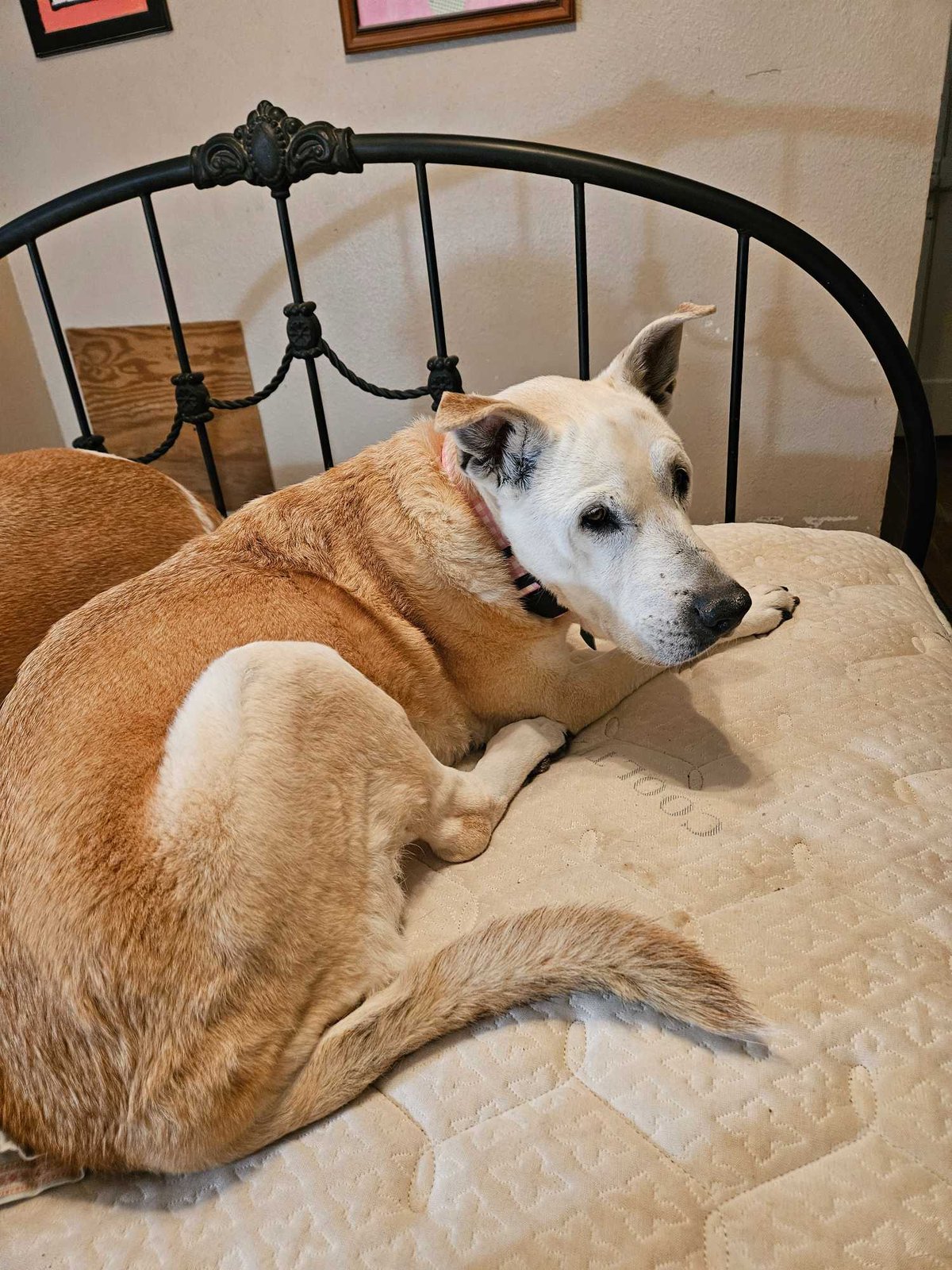 Lost Dog in San Angelo, Texas — listing photo