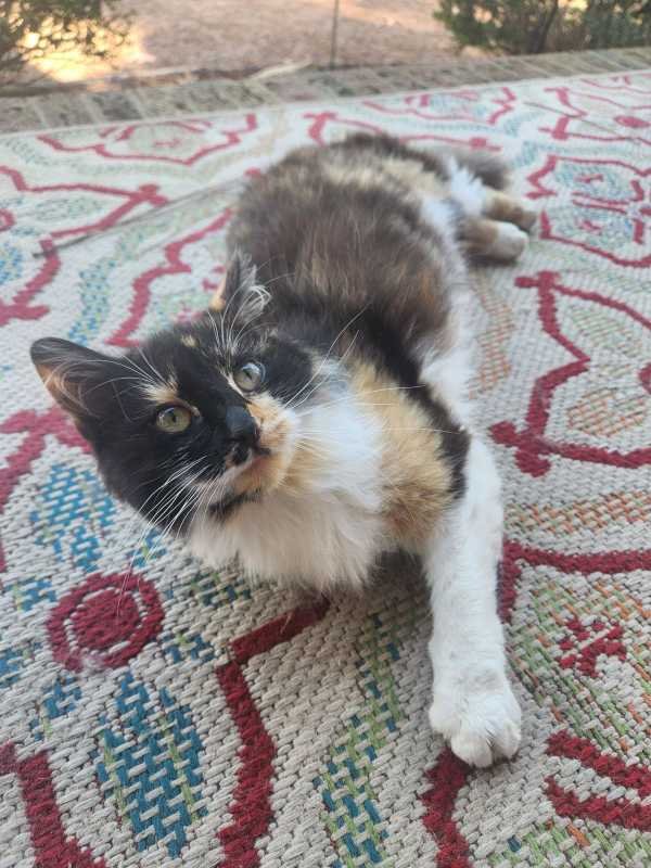 Found Cat in Aberdeen — listing photo