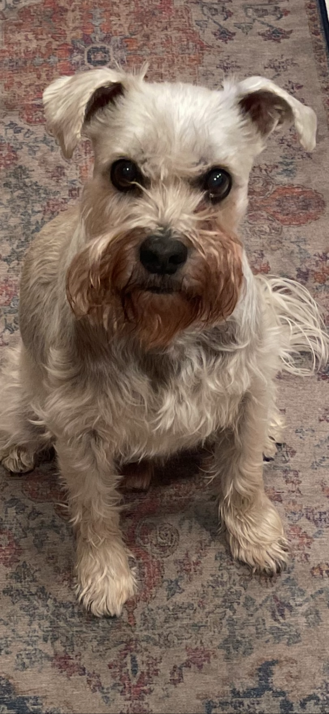 Lost Dog in Hannibal — listing photo
