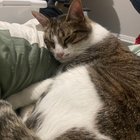lost cat in San Antonio, Texas
