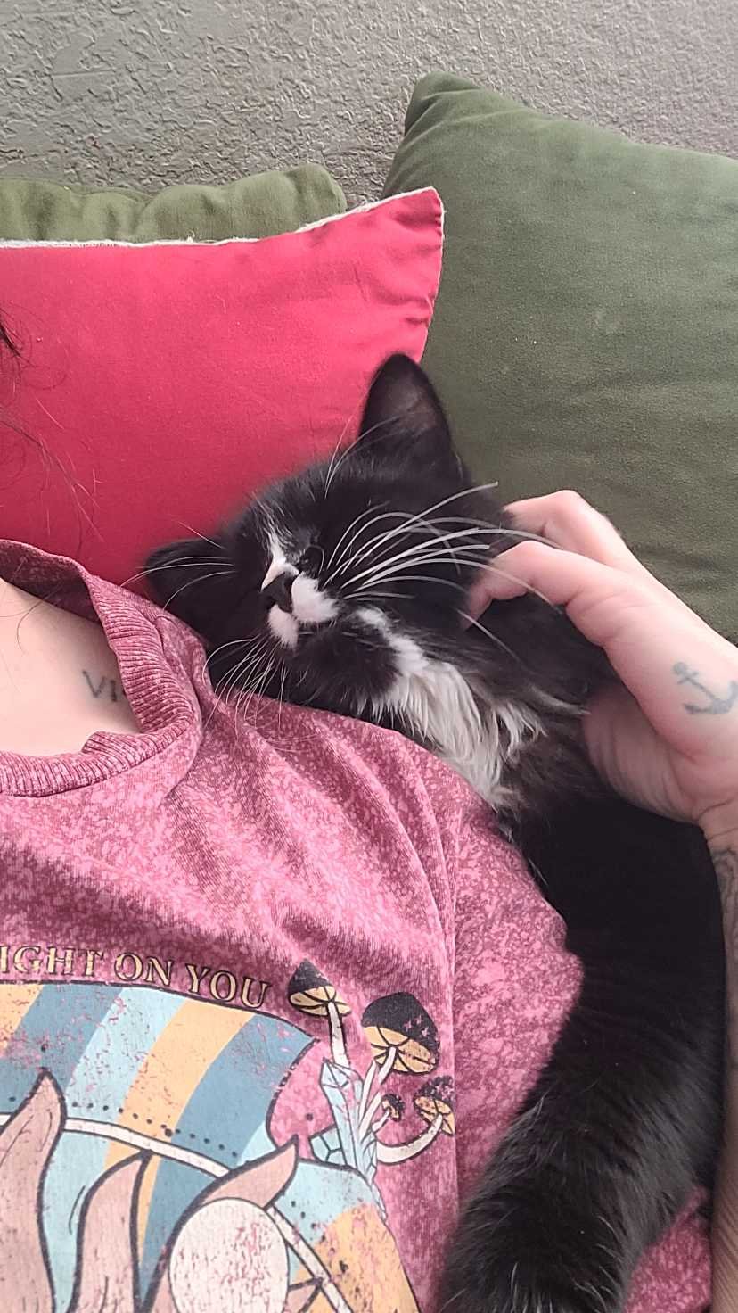 Lost Cat in AZ 85928 — listing photo