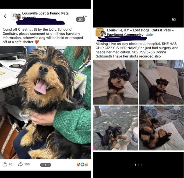 Lost Dog in Louisville, Kentucky — “Gizzy” has been taken to LMAS