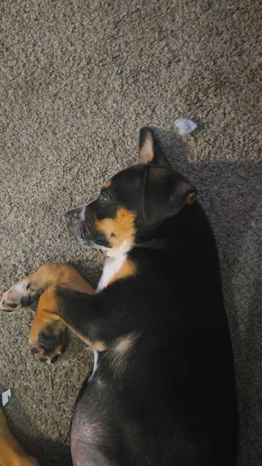 Lost Dog in Tifton — listing photo