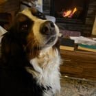 Lost Dog in Spokane, Washington — listing photo