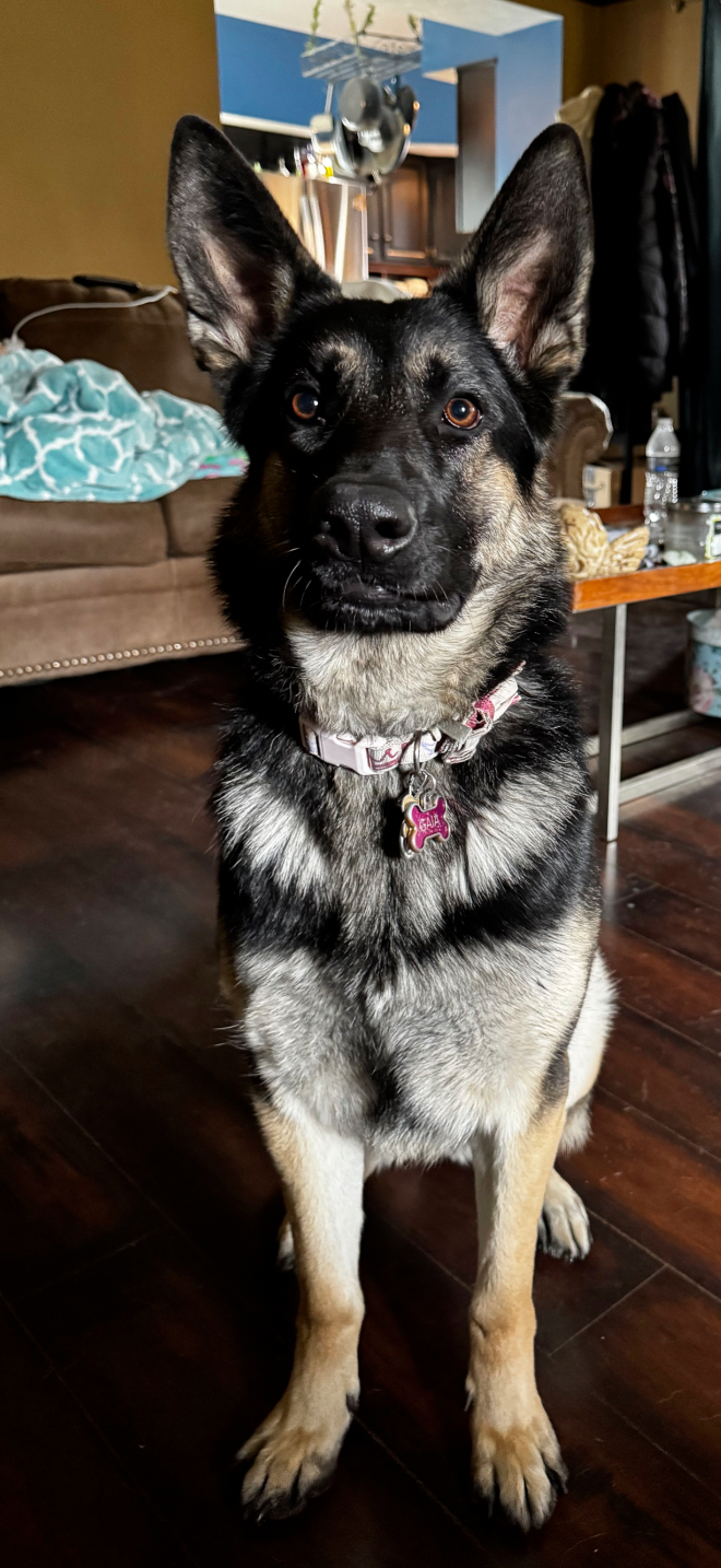 Lost Dog in Speedway — listing photo
