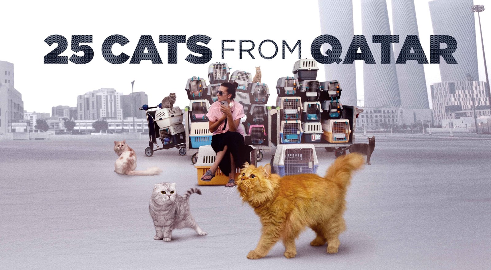 Pet alert in Charlotte, North Carolina — I have officially been bought by a group of international cat smugglers.