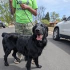 Lost Dog in Denver, Colorado — listing photo
