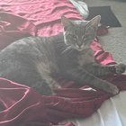 lost cat in Columbia, South Carolina