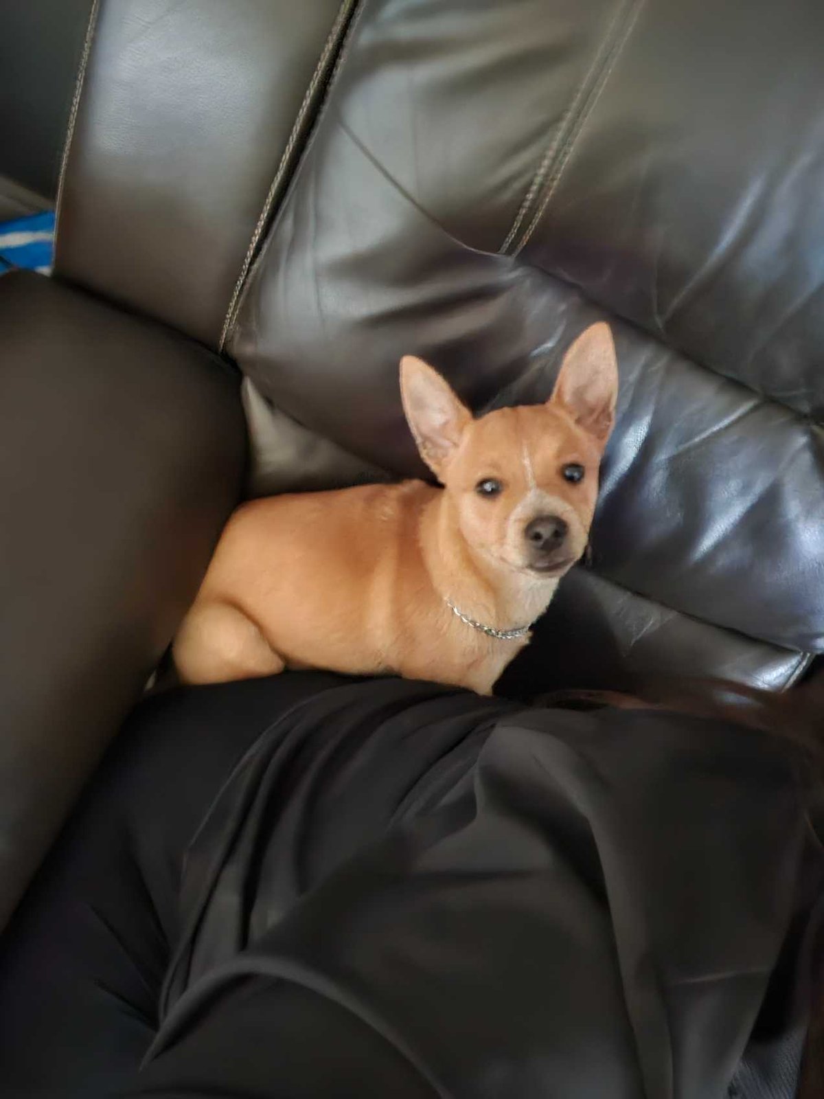 Lost Dog in Northglenn, Colorado — listing photo