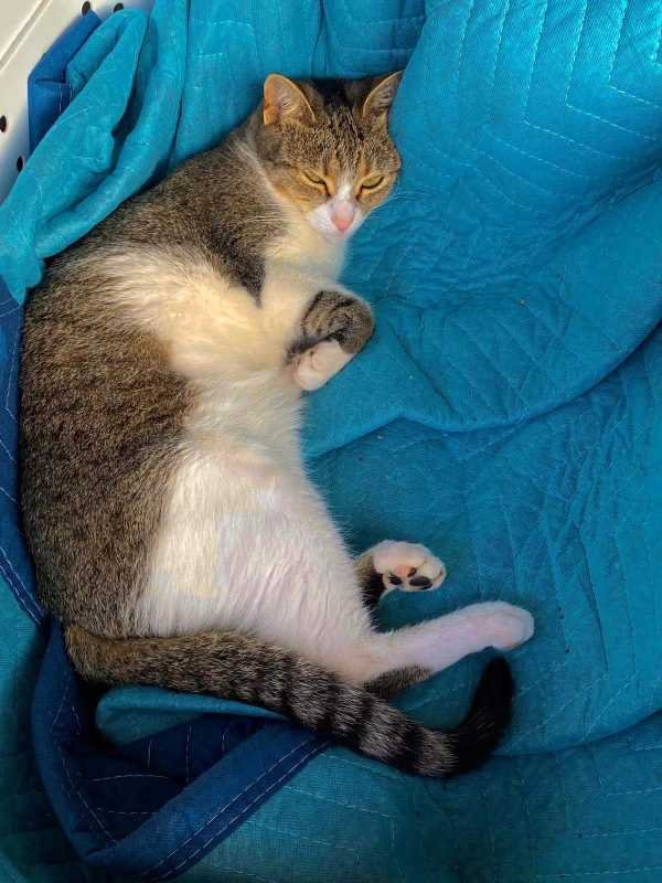 Lost Cat in San Antonio, Texas — listing photo