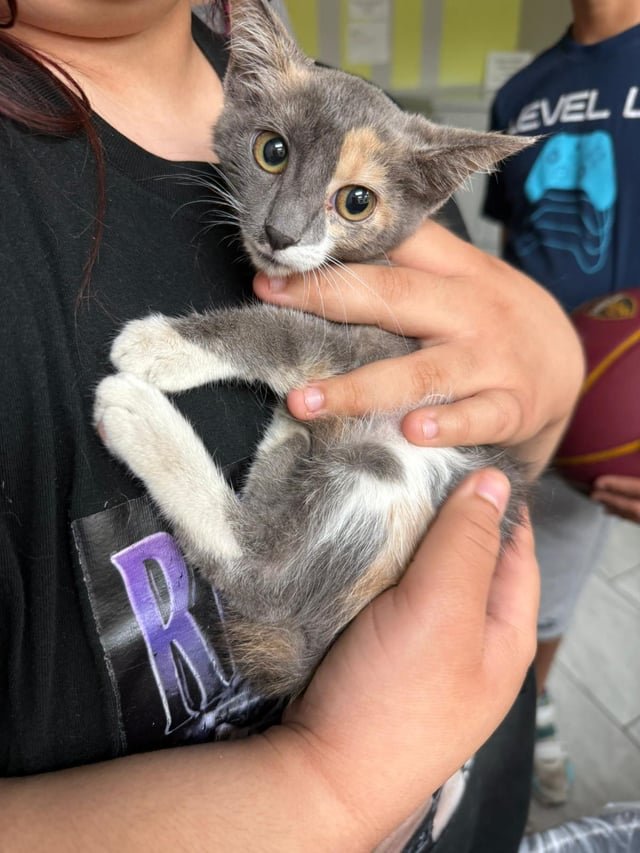 Found Cat in El Paso, Texas — Rehome Kitten about 2 months old.