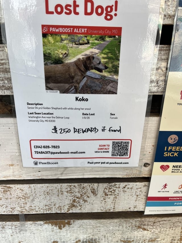Lost Dog in St. Louis, Missouri — listing photo