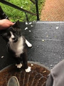 lost cat in Washington, District of Columbia