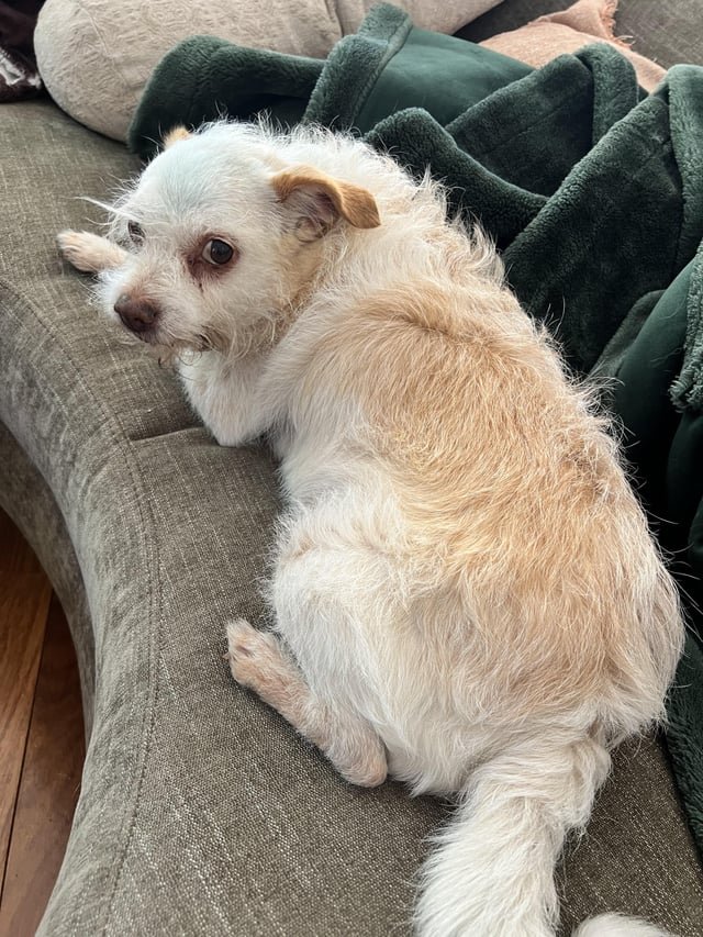 found dog in Gilbert, Arizona