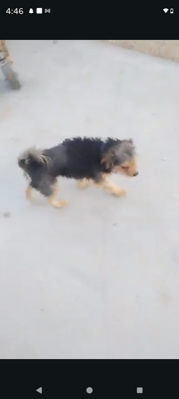 Lost Dog in Twentynine Palms — listing photo