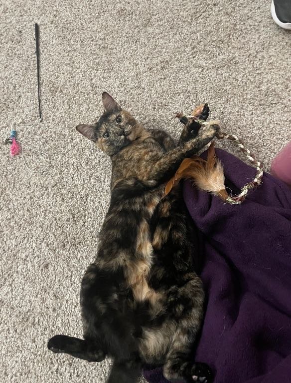 Lost Cat in Beaverton, Oregon — listing photo