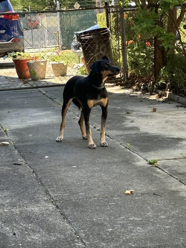 lost dog in Philadelphia, Pennsylvania