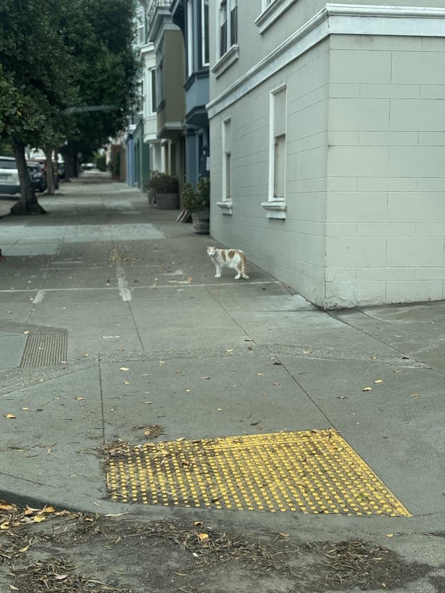 Lost Cat in K — listing photo