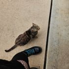 Found Pet in St. Louis, Missouri — listing photo