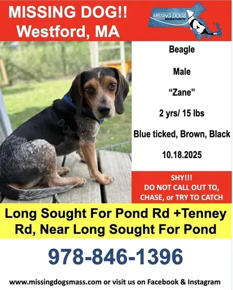 Found Dog in Houston, Texas — listing photo