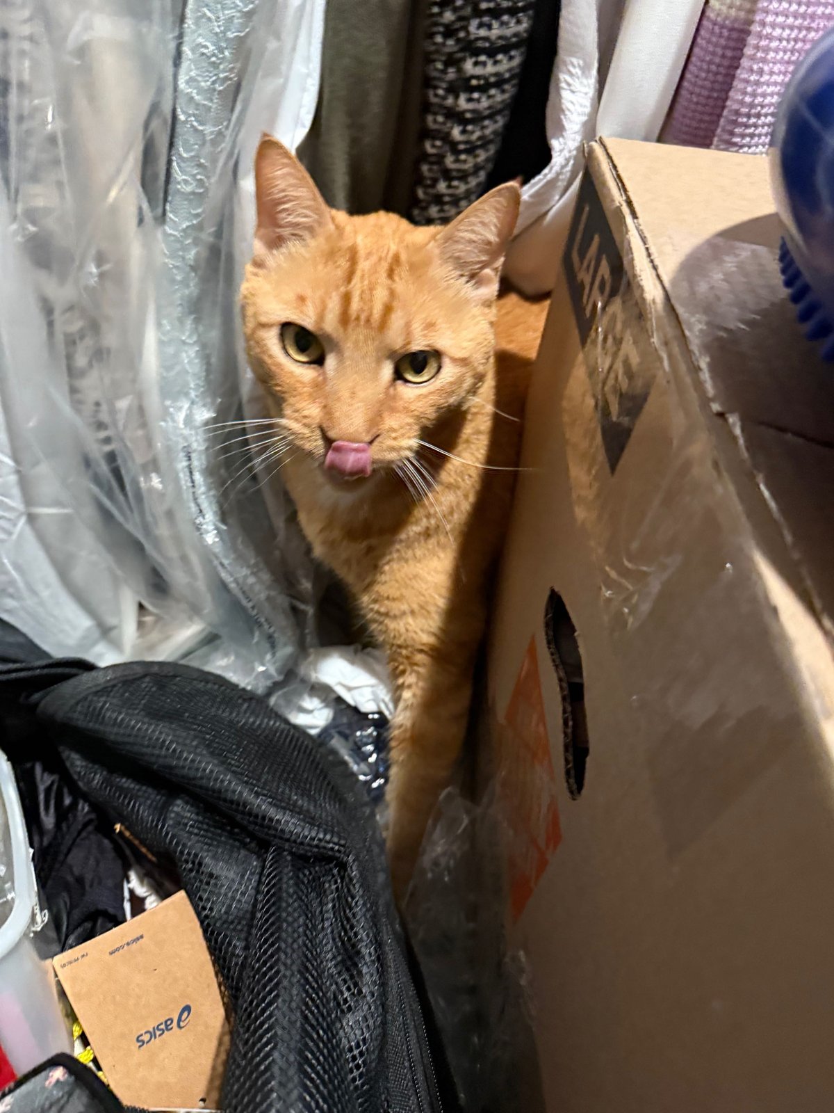 Lost Cat in Princeton — listing photo