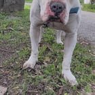 lost pet in Detroit, Michigan